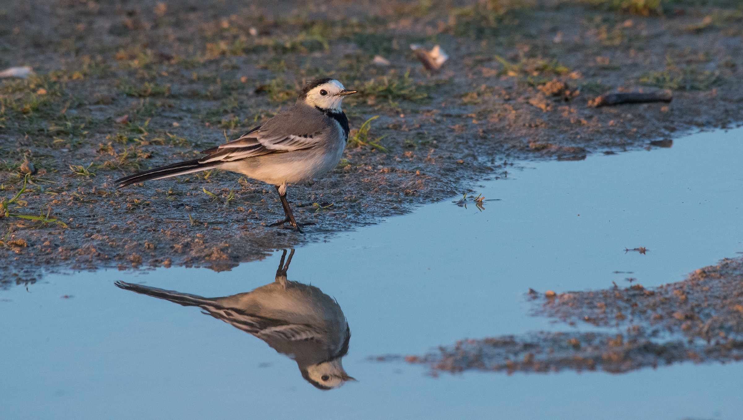 White wagtail loop