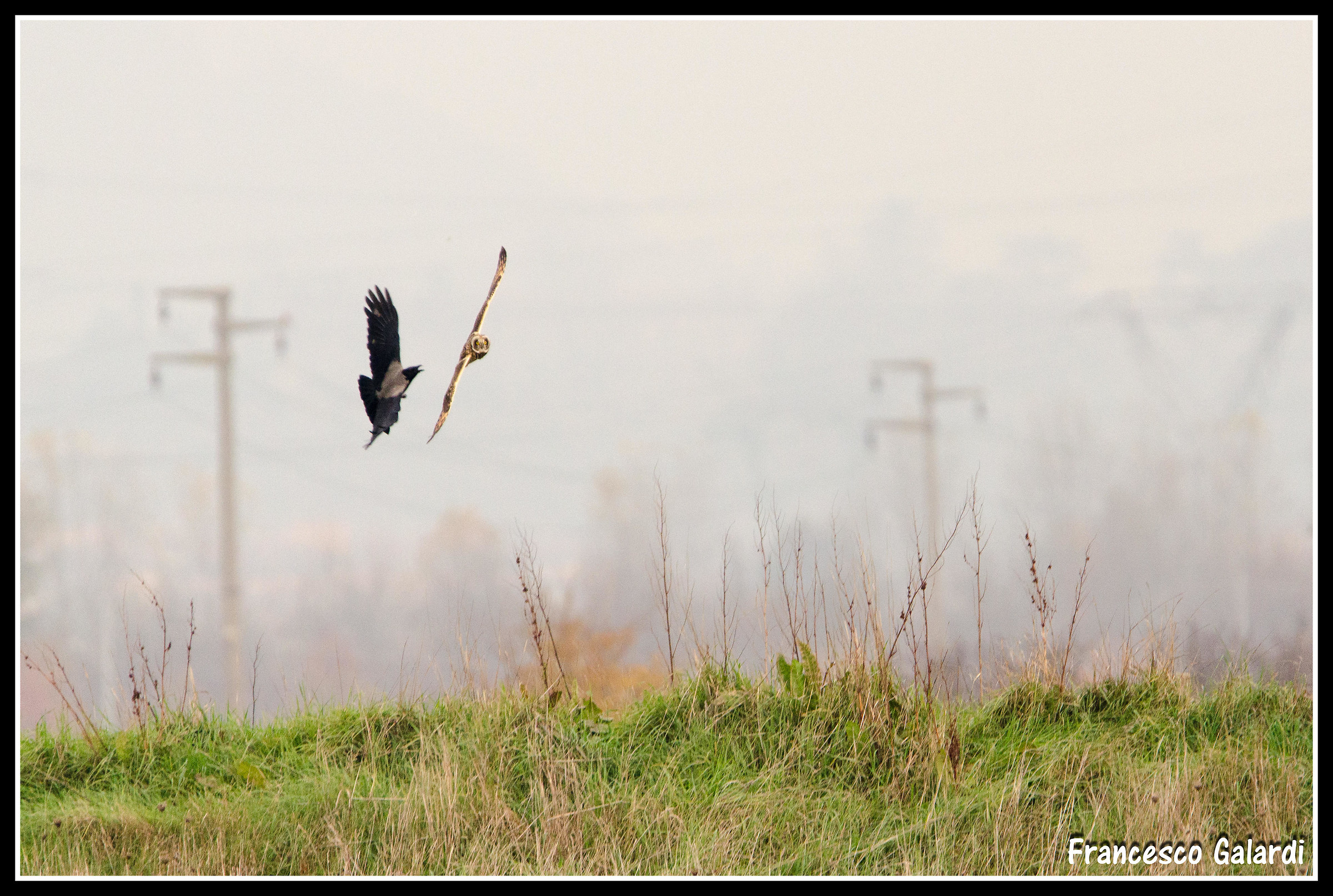Short-eared Owl