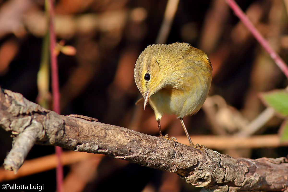 He small (Phylloscopus collybita)