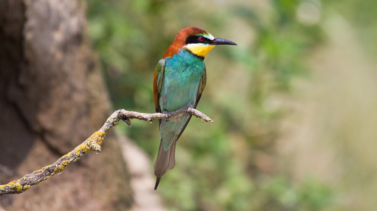 I'm thinking let me lose