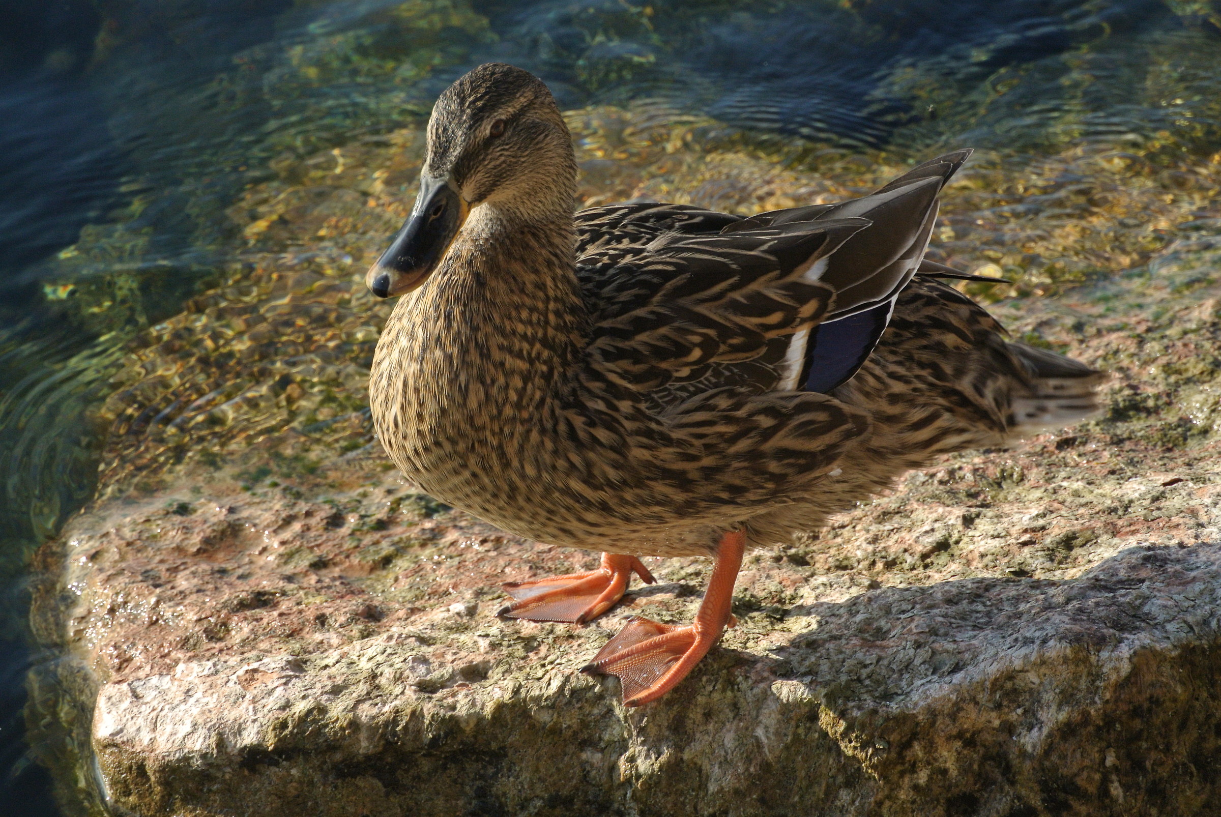 anatra sul lago di Garda 1