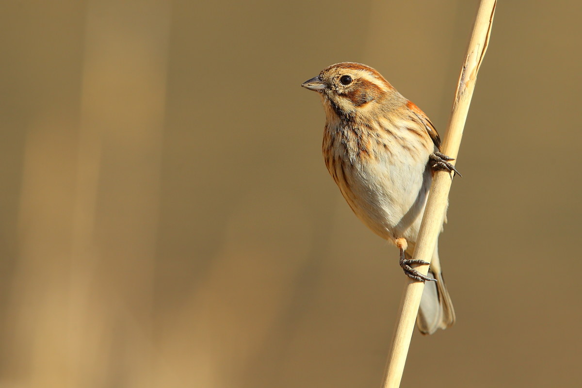 Buntings marsh