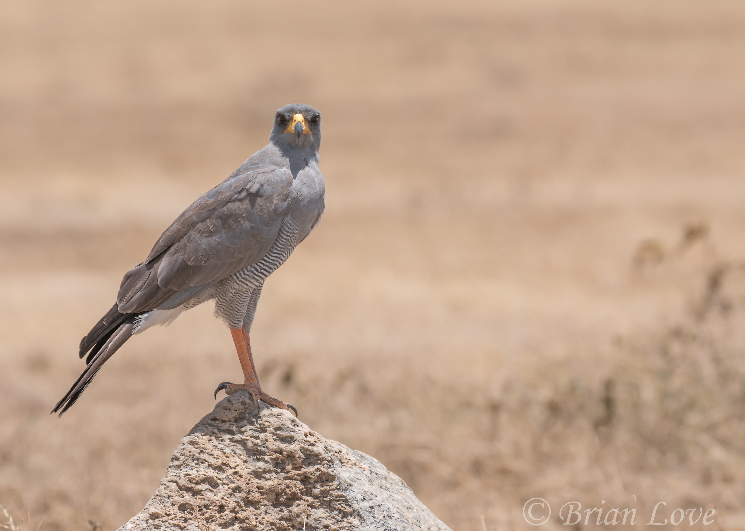 Eastern Chanting Astore
