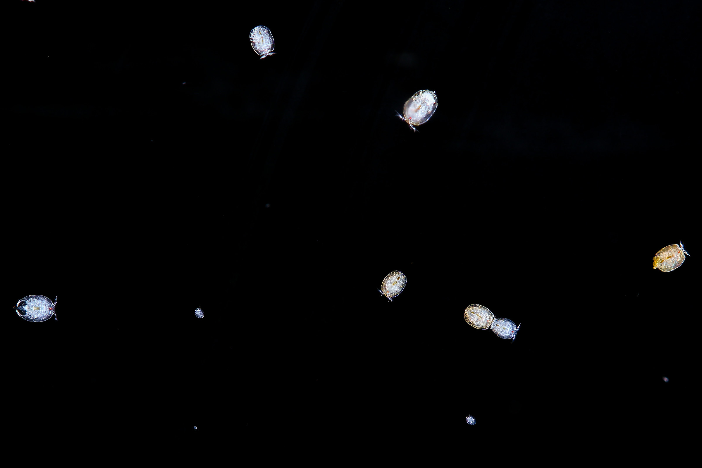 Atti osceni in luogo pubblico