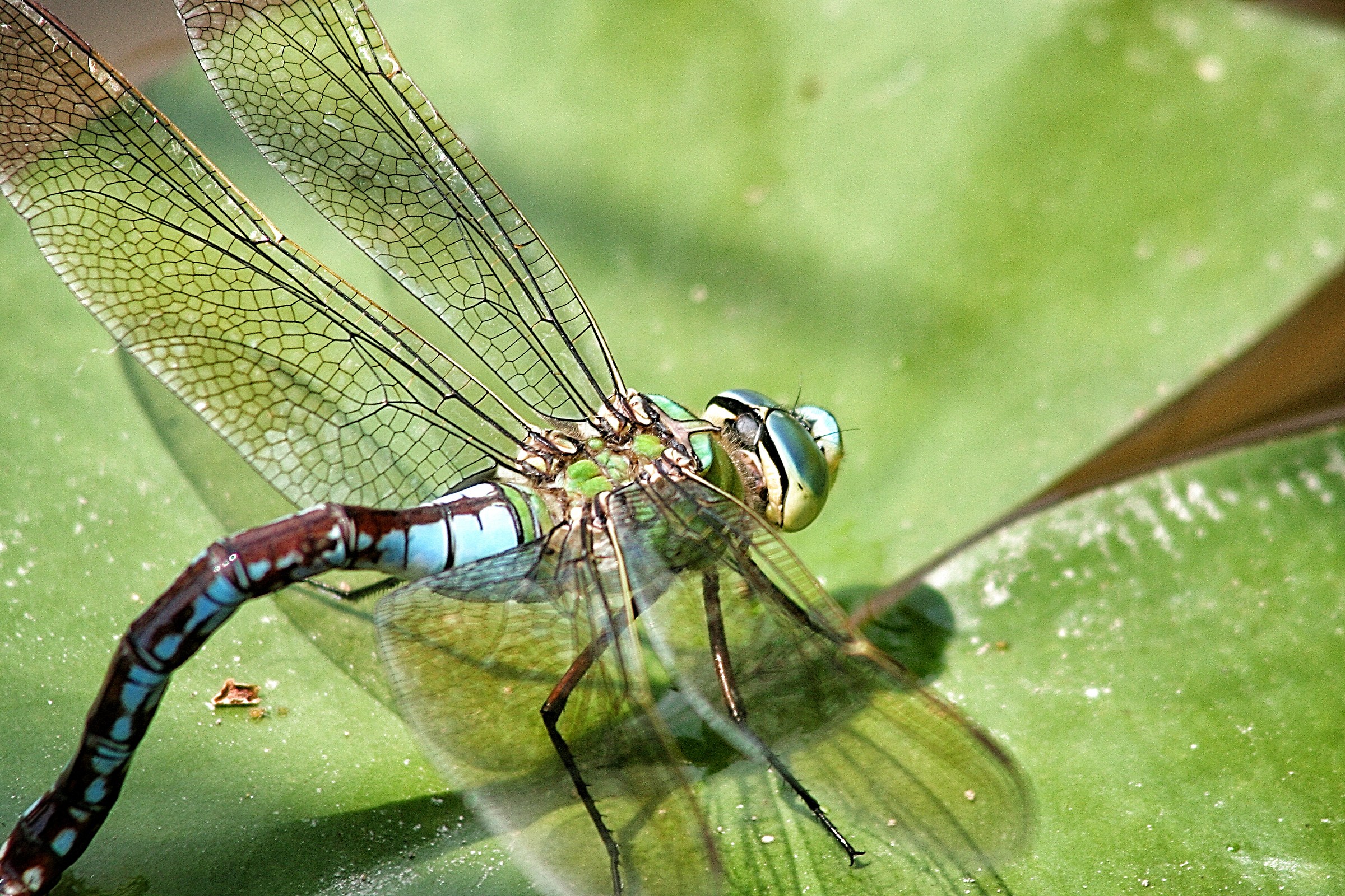 dragonfly