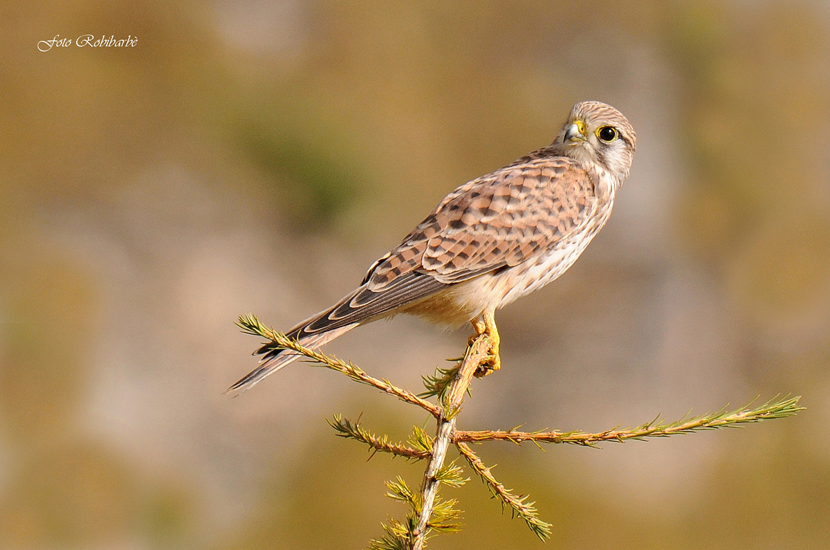 Kestrel...