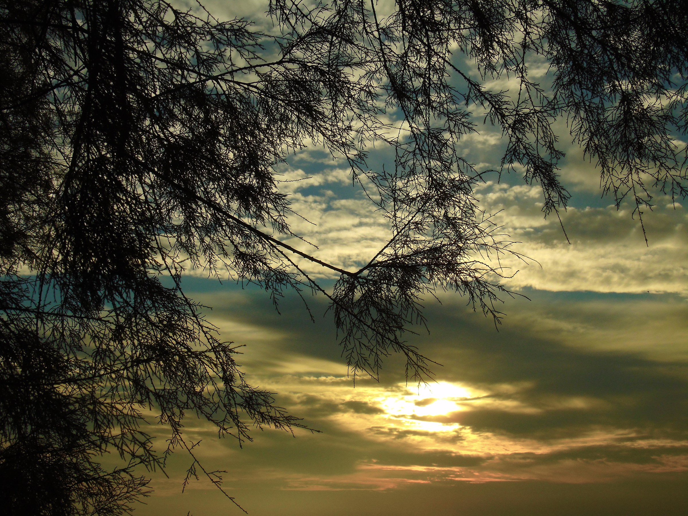 Through the branches