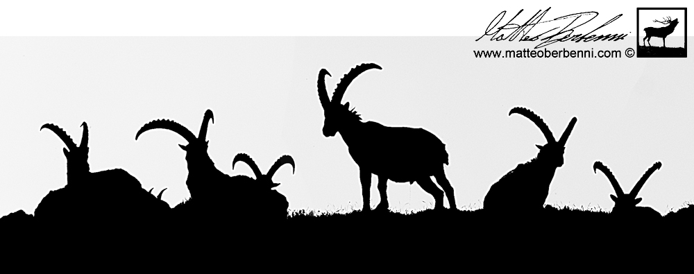 Ibex in silhouette