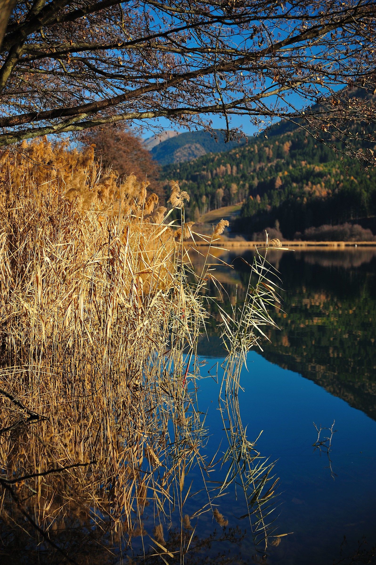 Plateau Pine (Trento)