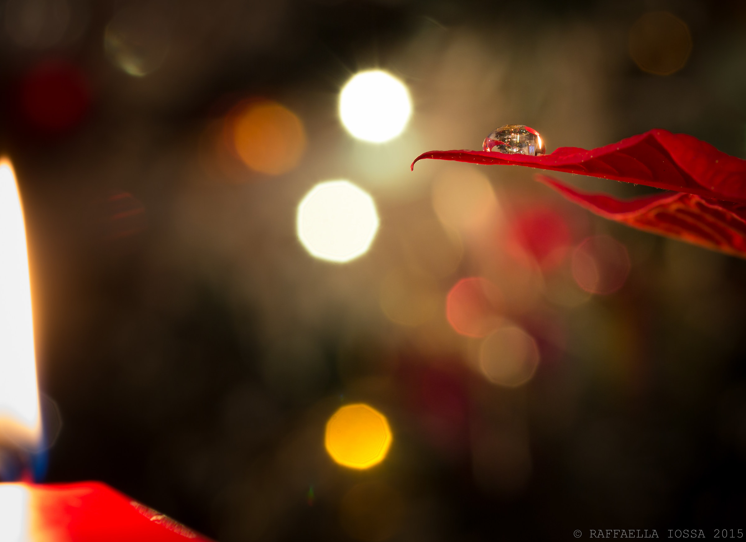a drop of Christmas