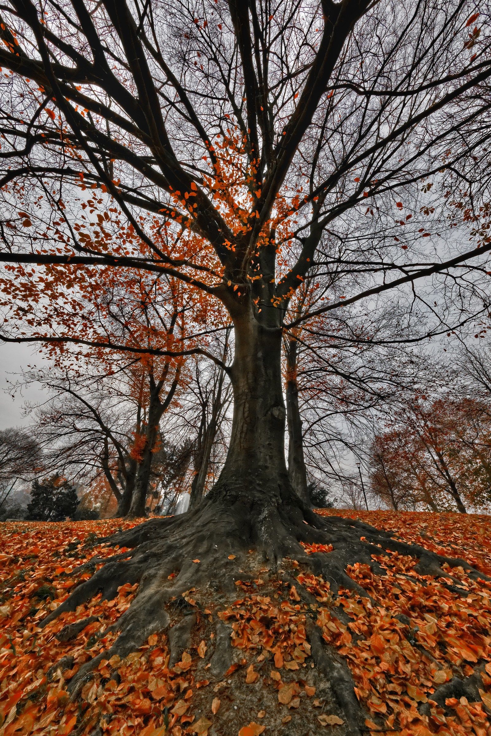 parco autunnale 2