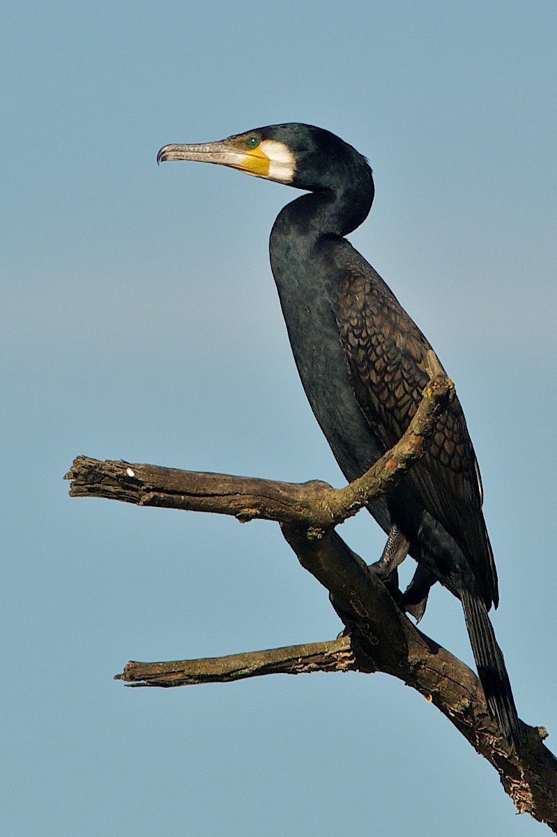 Cormorano