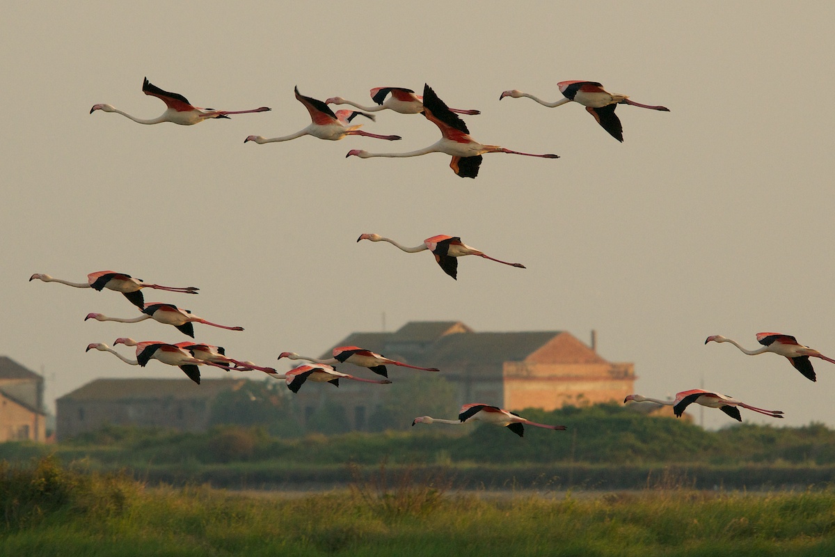 Fenicotteri al tramonto - Saline di Comacchio