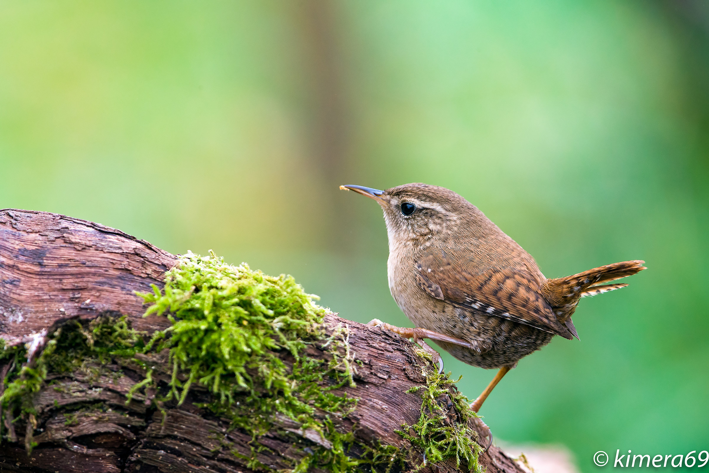 Troglodytes troglodytes
