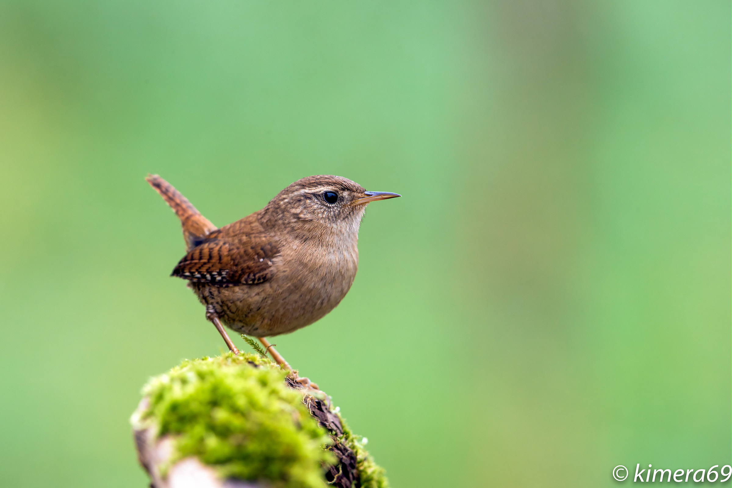 Troglodytes troglodytes