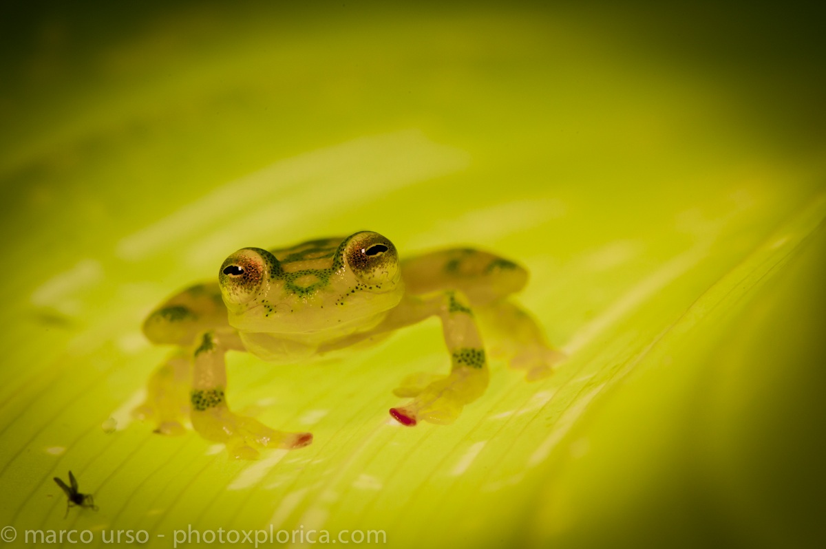 Rana de Vidreo - Costa Rica