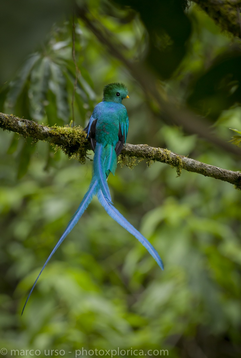 Quetzal - Costa Rica