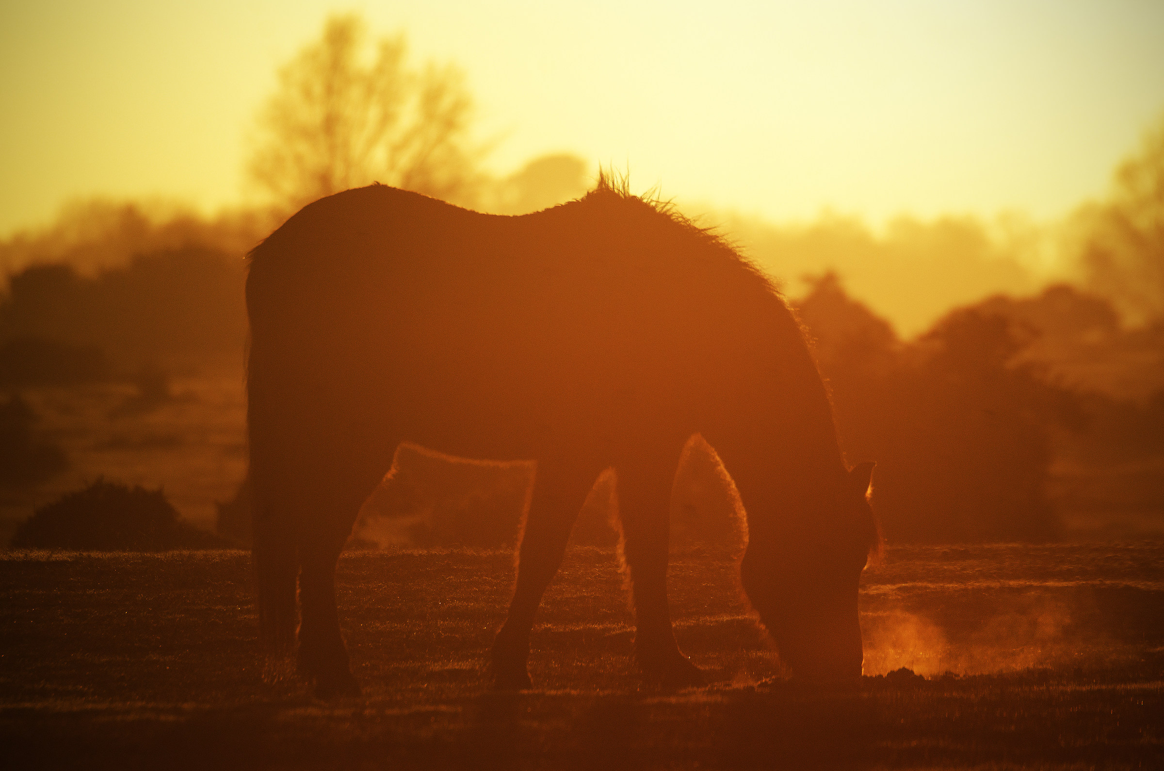 Warm Breath, Frosty Sunrise, New Forest