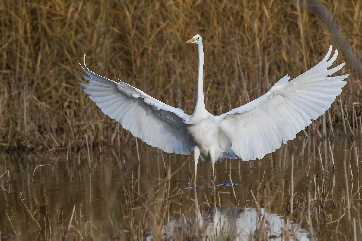 Great Egret