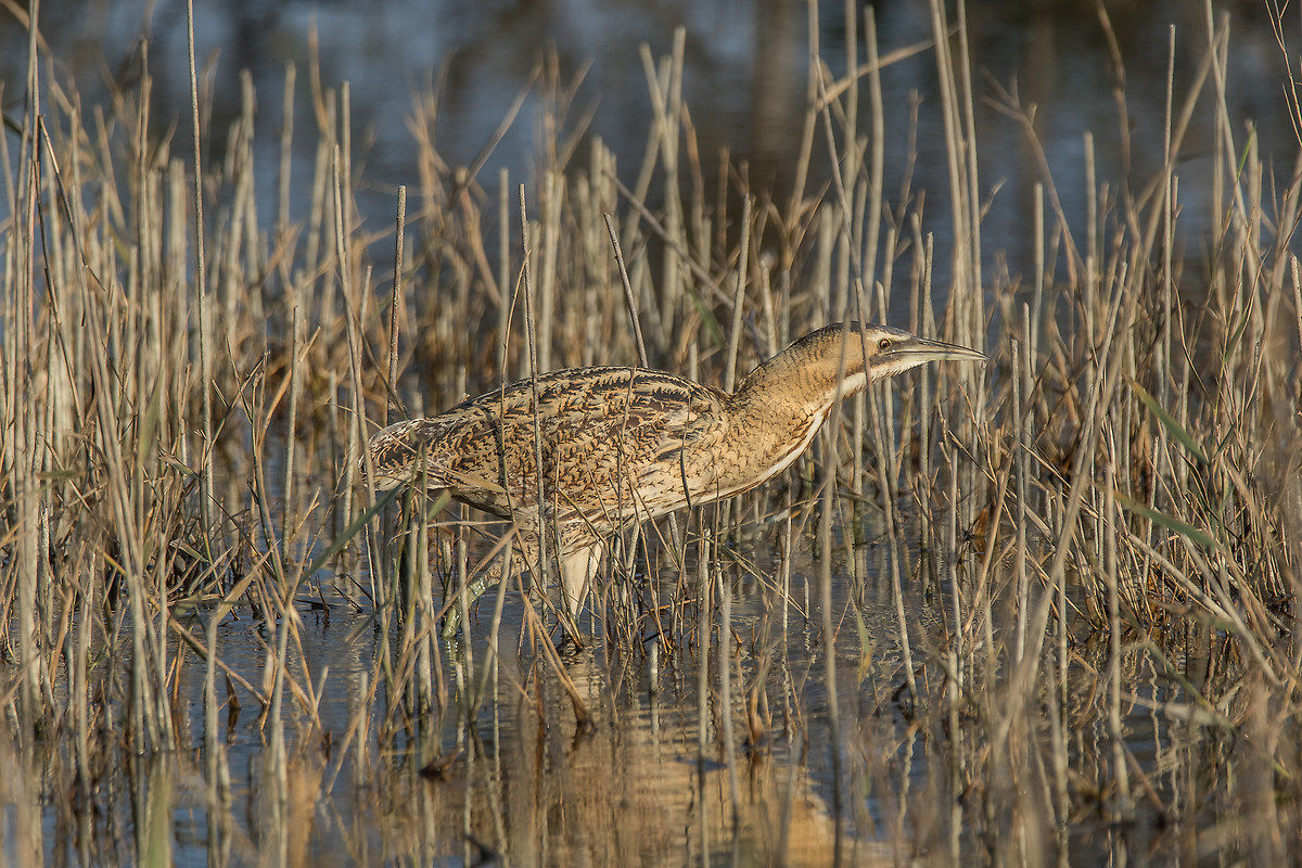 Bittern