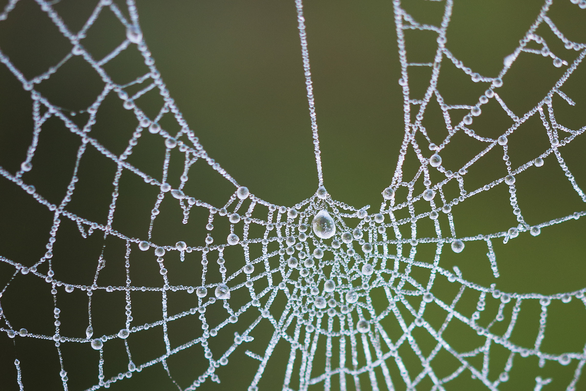 ragnatela ghiacciata