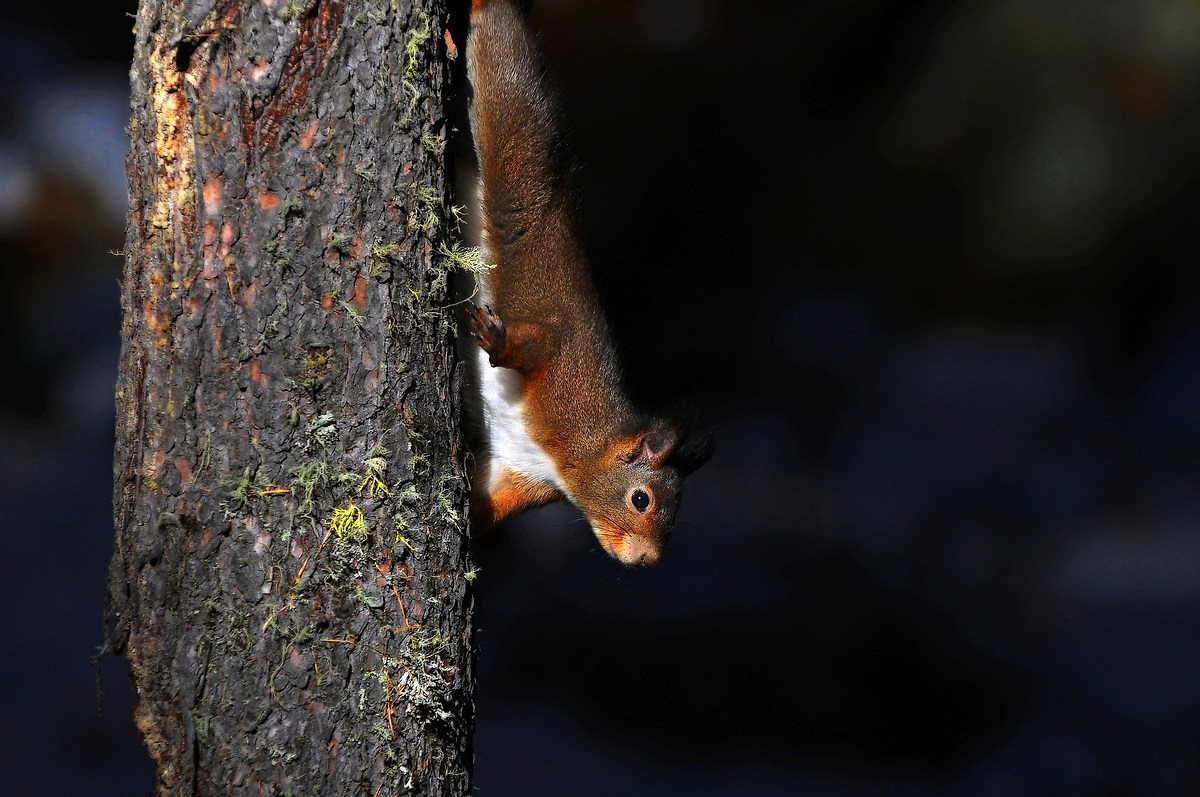 Nel bosco all'improvviso