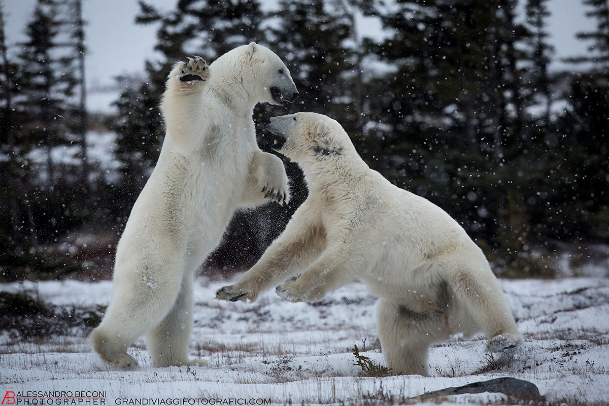 Polar bear fight
