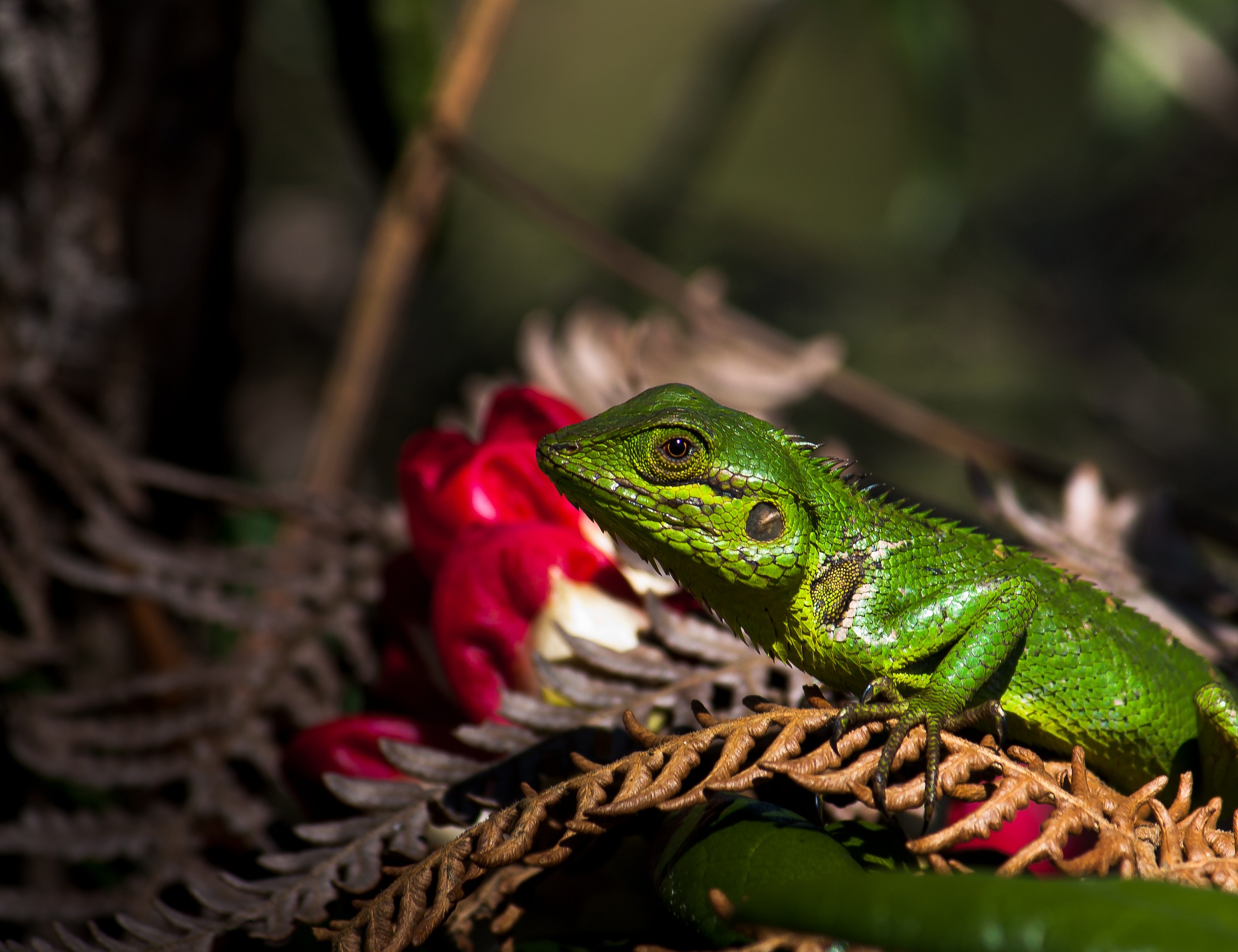 Black Cheeked Lizard