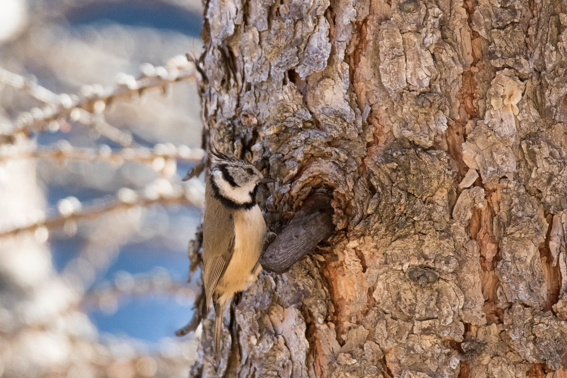 Crested Tit