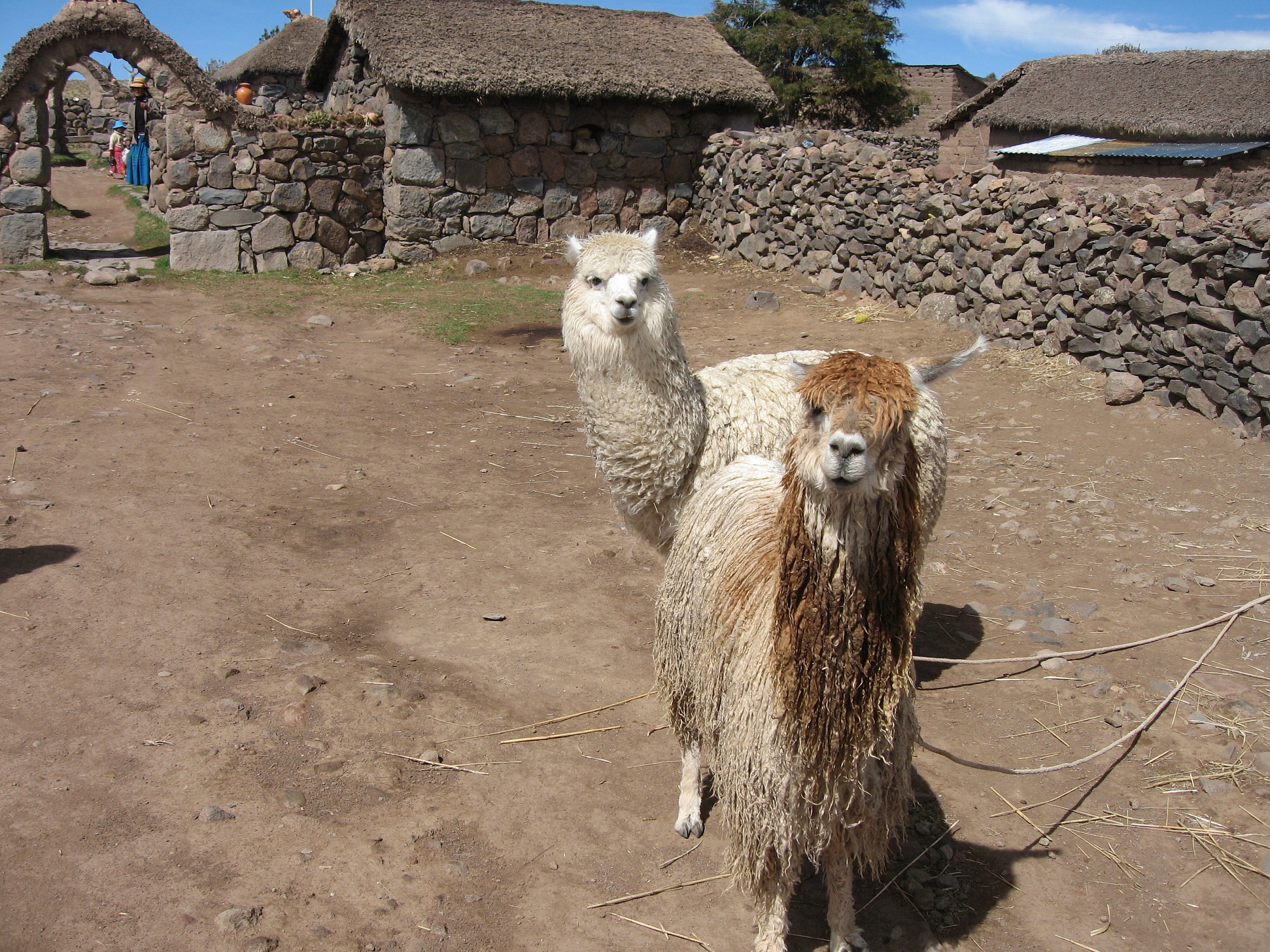 Alpaca