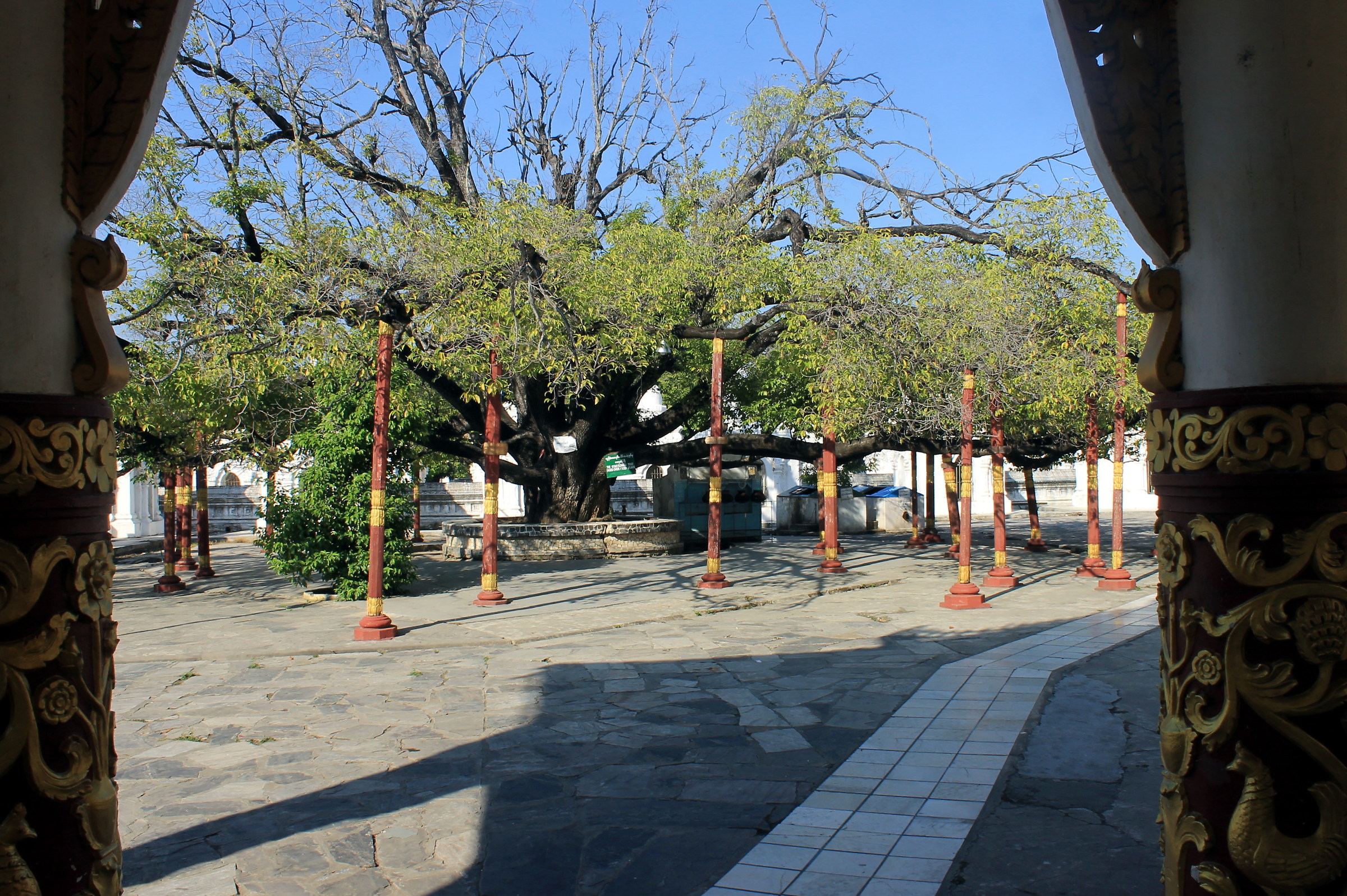 Grande albero del tempio