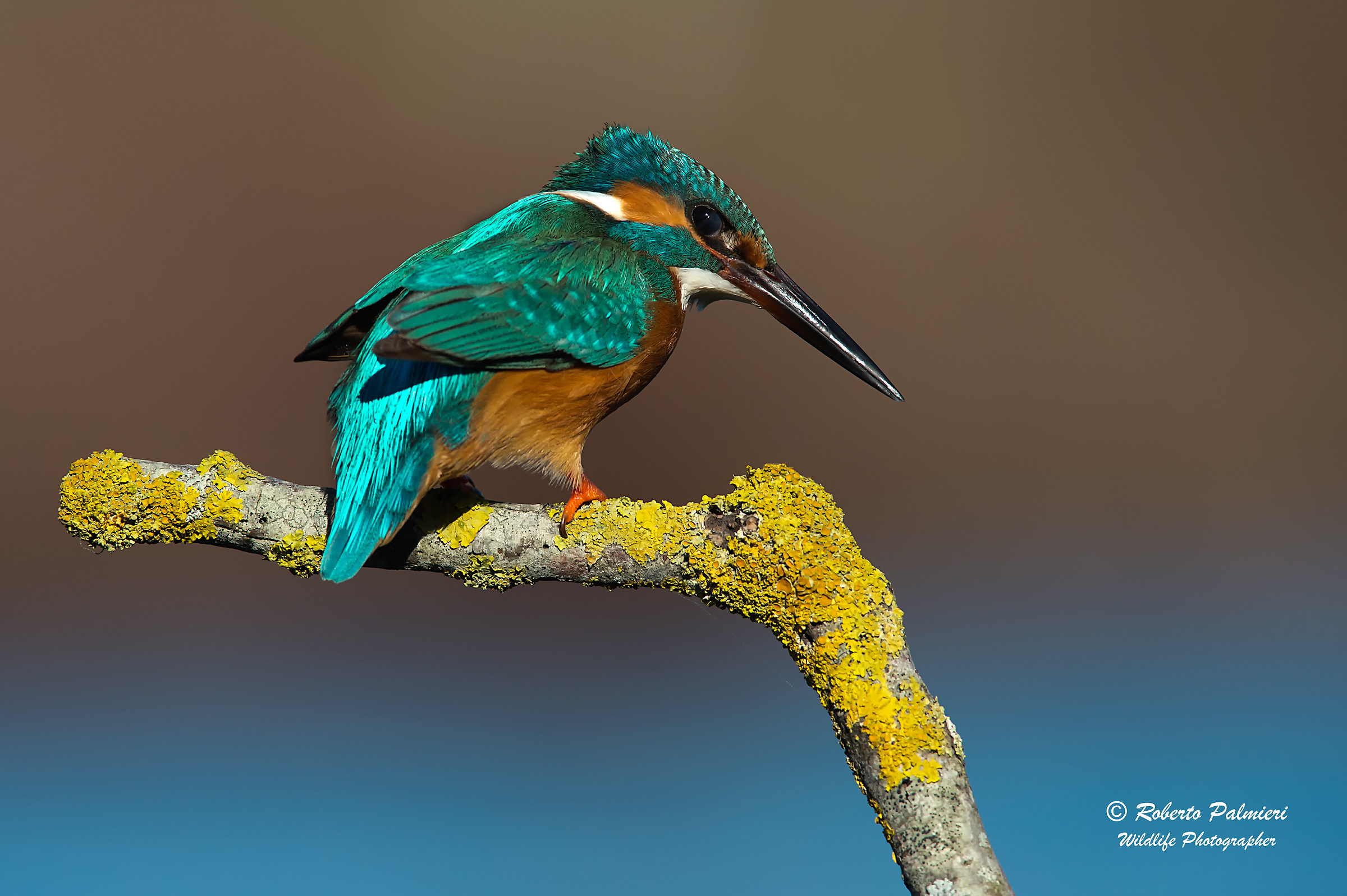 Male kingfisher (Alcedo atthis)