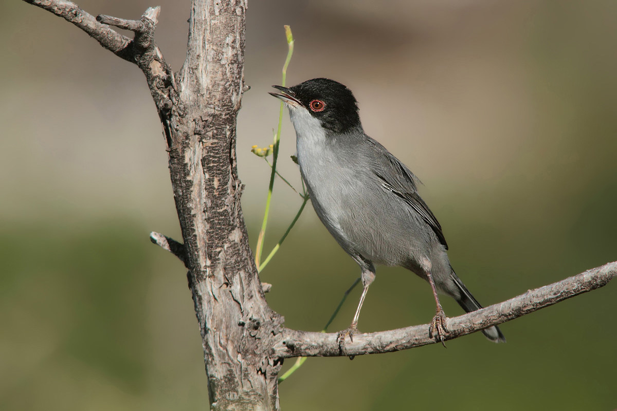 Male warbler