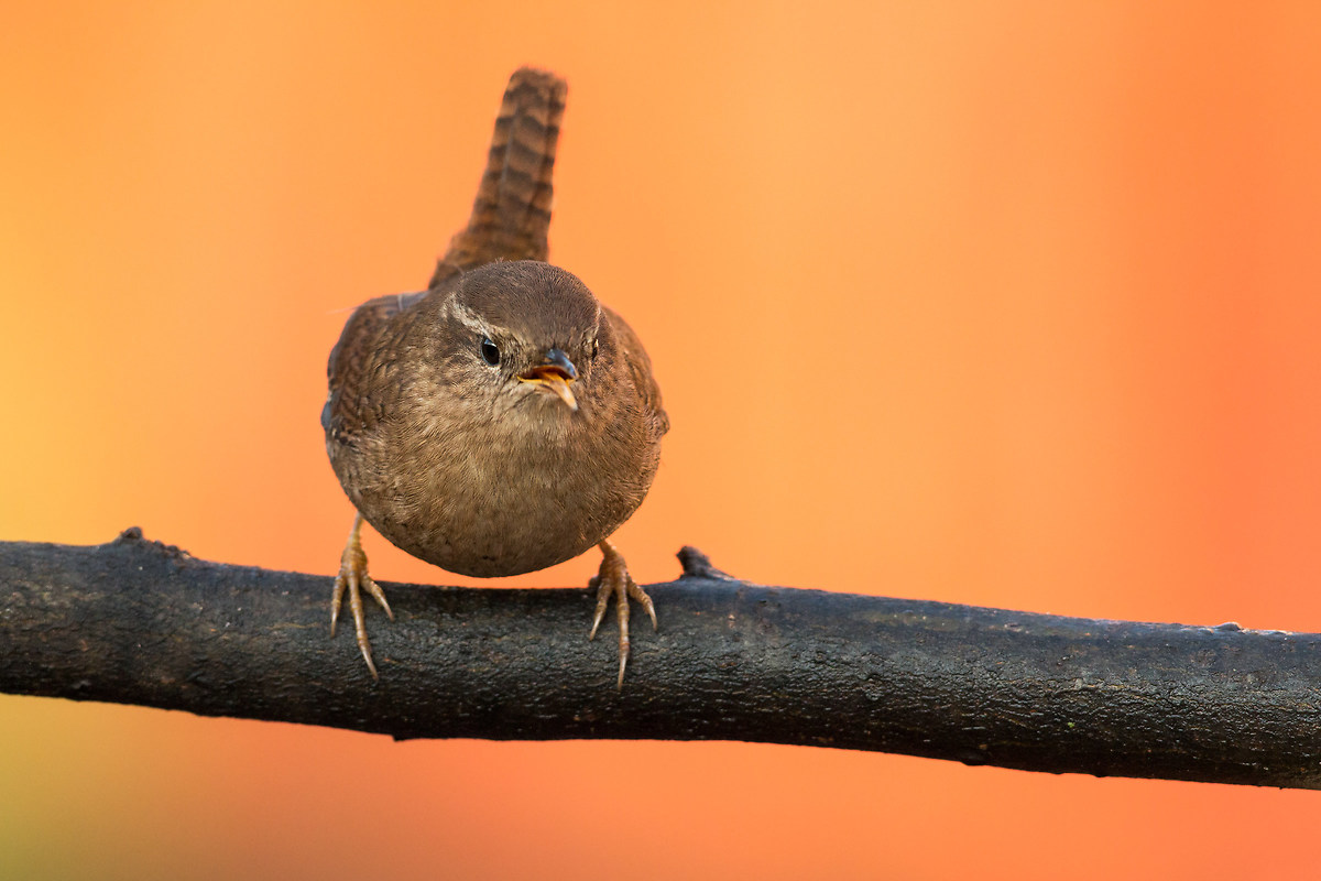 wren
