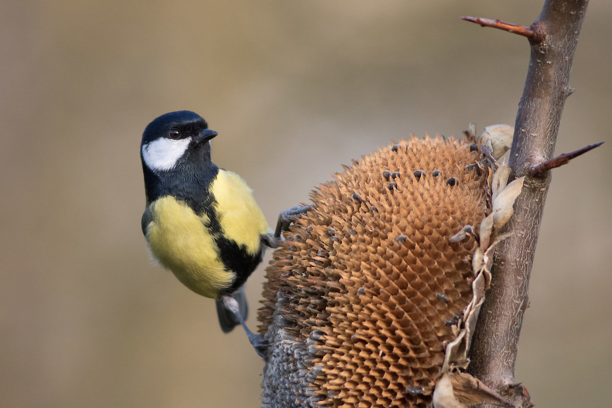 Great Tit (Parus major)