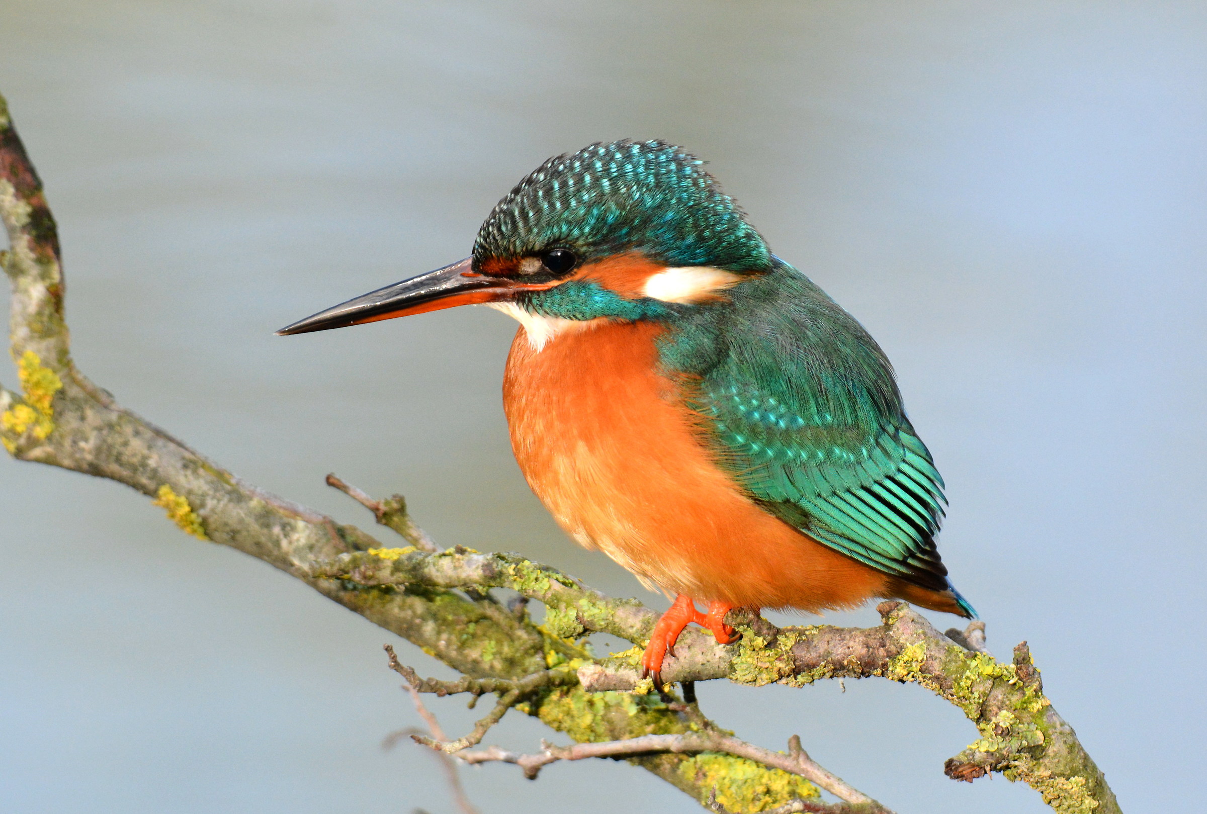 kingfisher