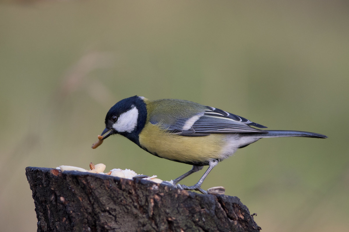 Great Tit (Parus major)