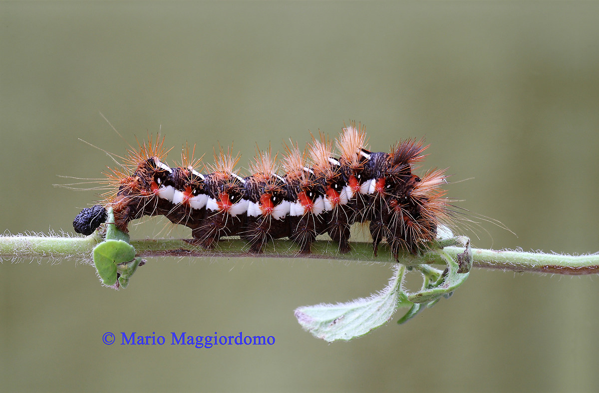caterpillar Acronicta (viminia) rumicis