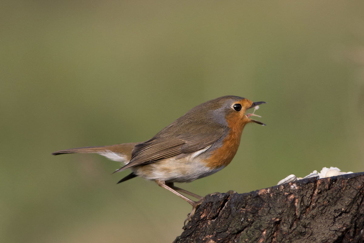 Robin (Erithacus rubecula)