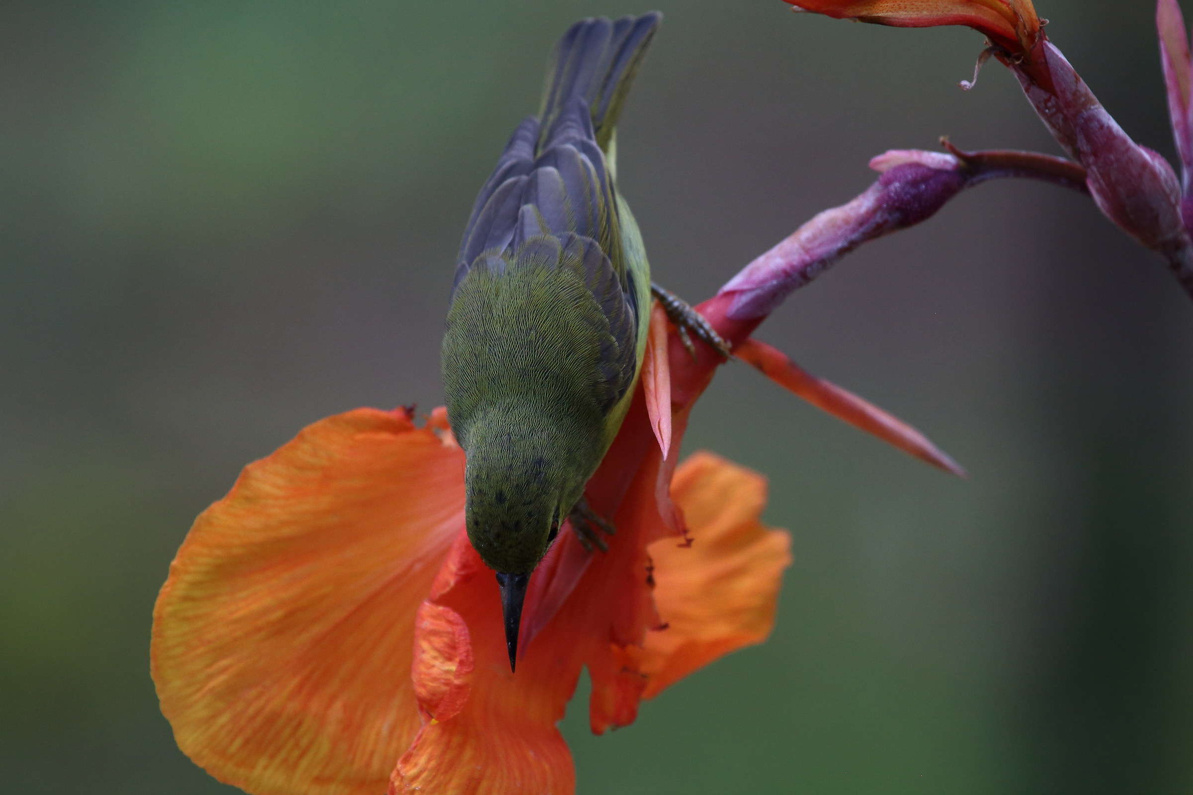 Dicaeum1 (beccafiori)