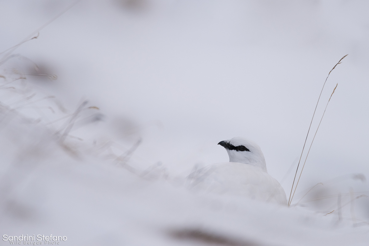 Ptarmigan