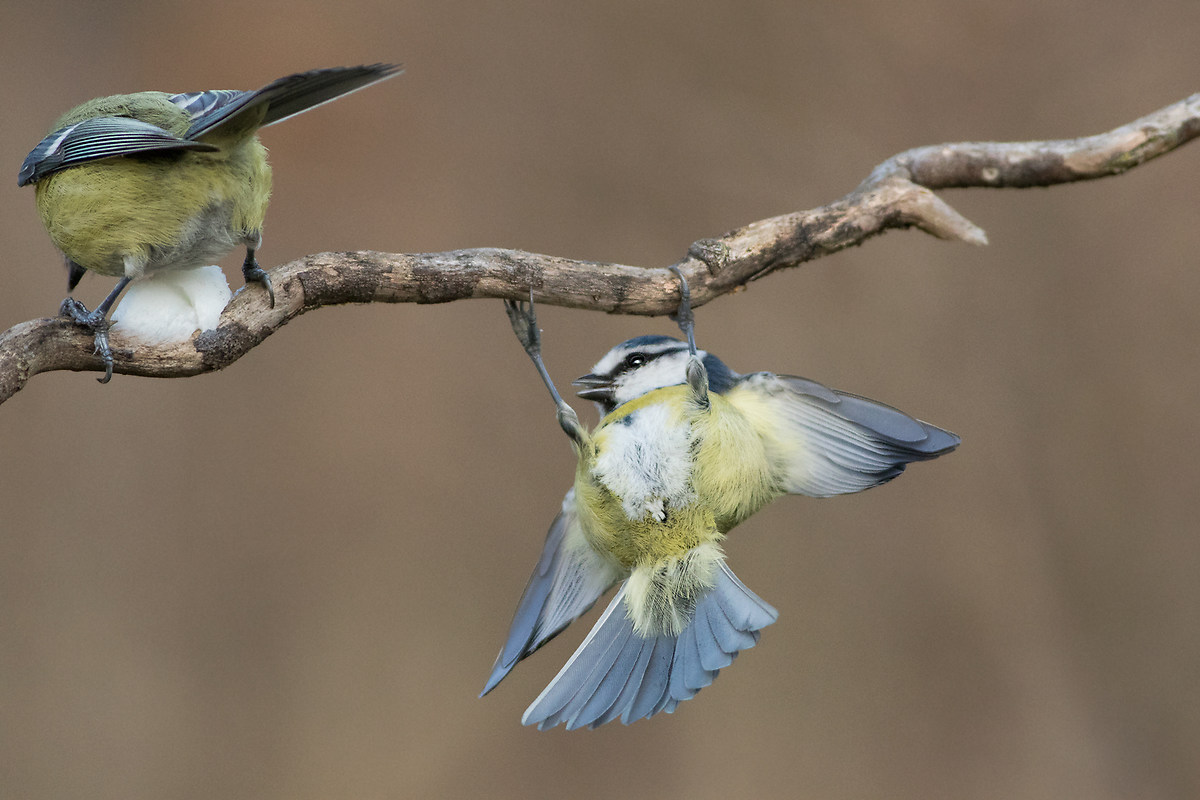 Acrobat blue tit (Parus caeruleus)