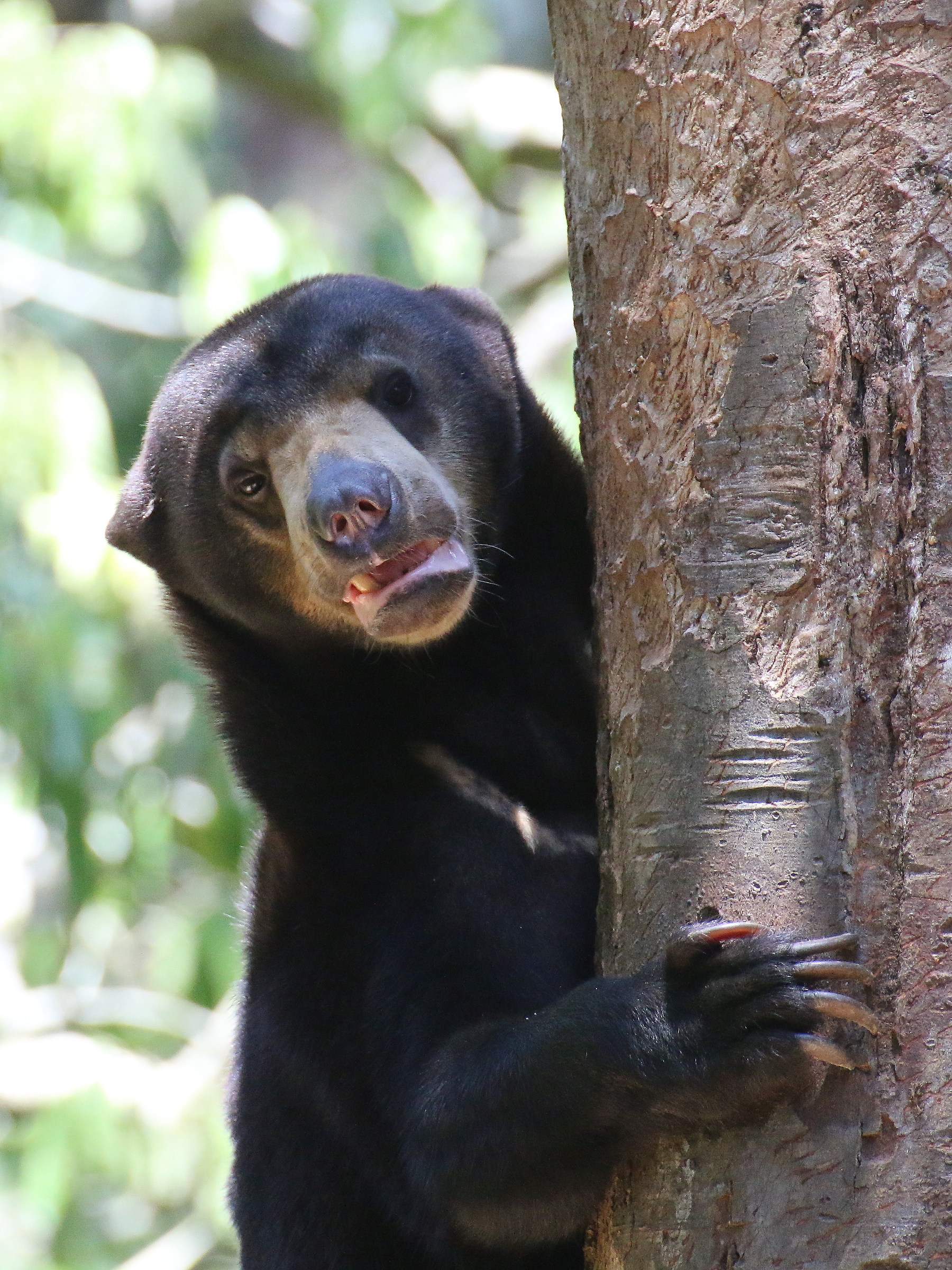 Sun bear