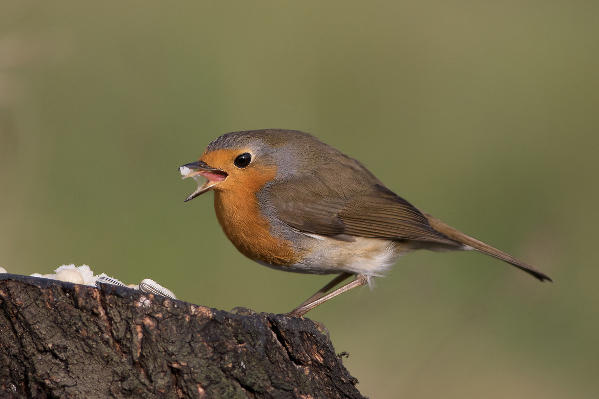 Robin (Erithacus rubecula)