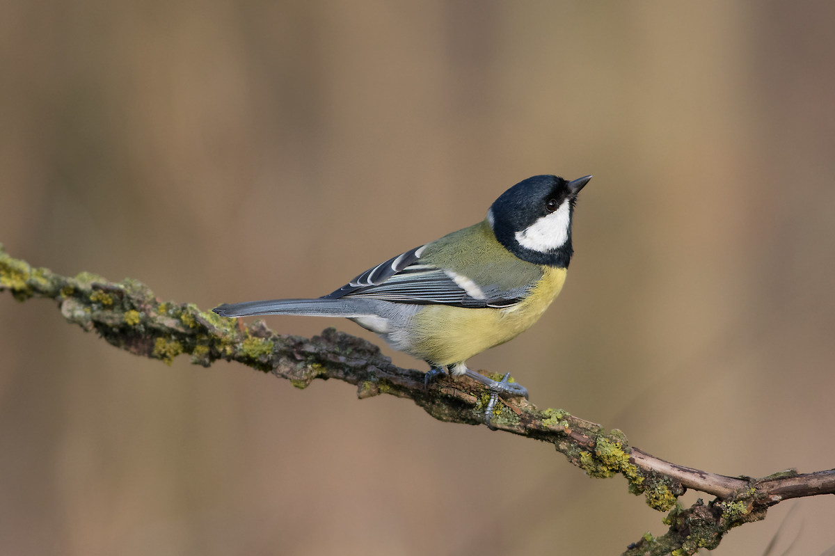 Great Tit (Parus major)
