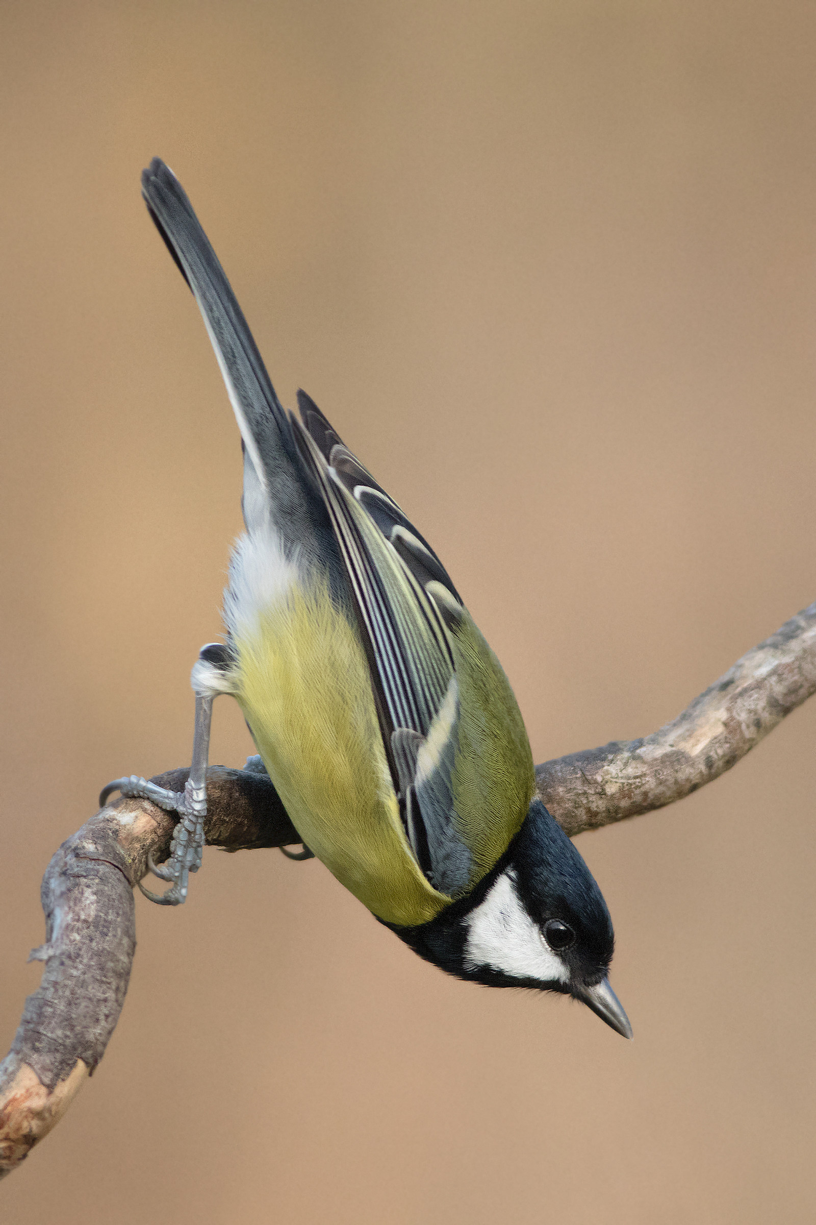 Great Tit (Parus major)