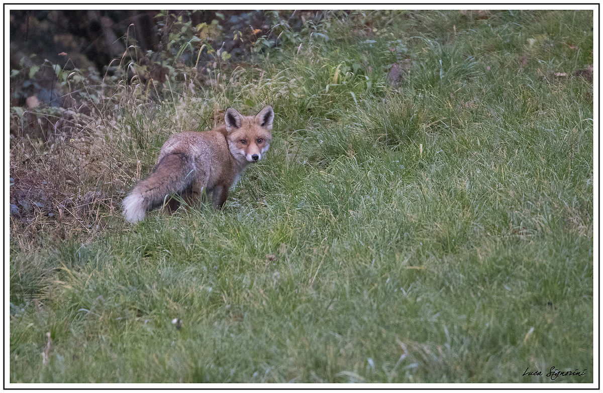 bushy-tailed fox