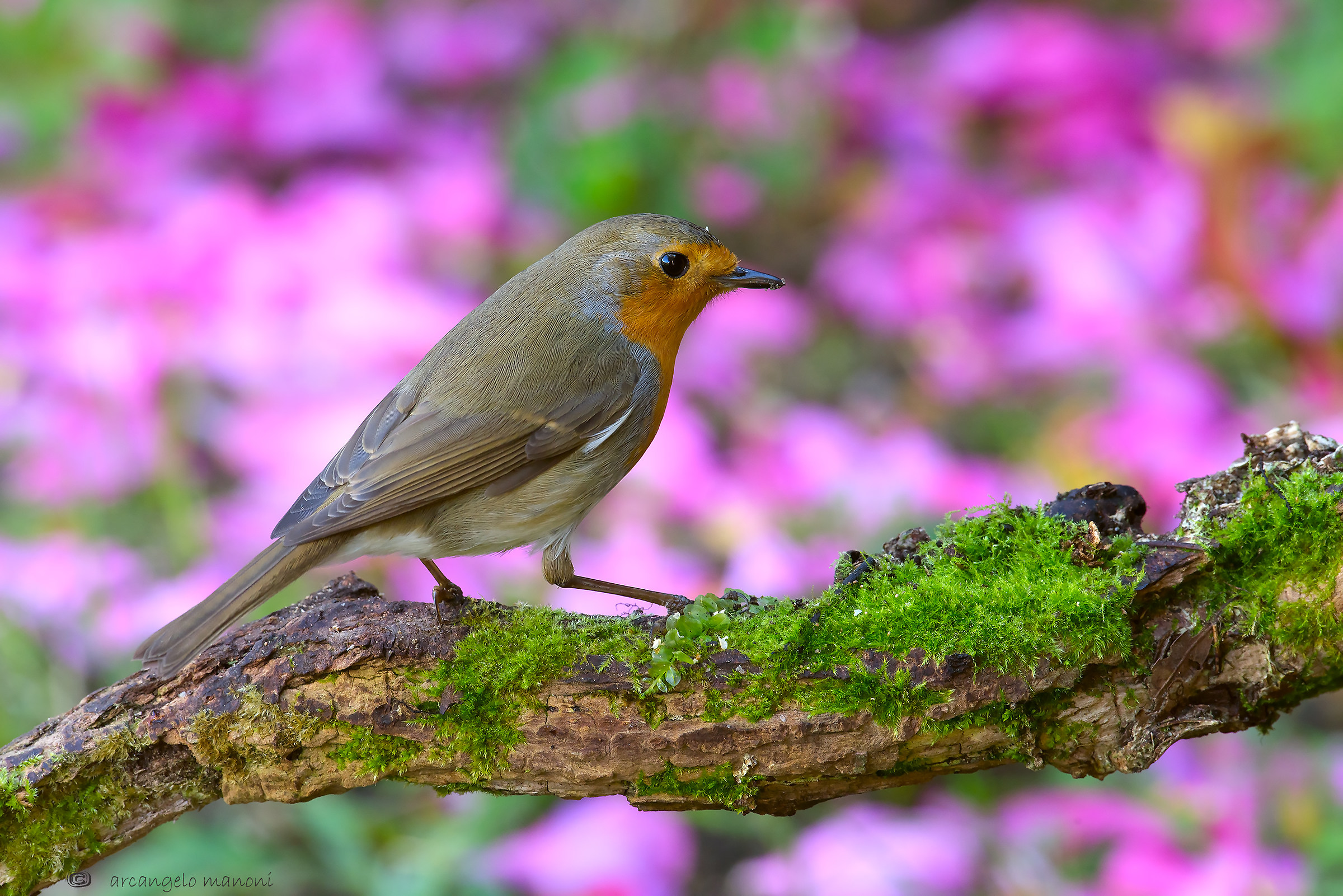 Robin e la nevicata di colori