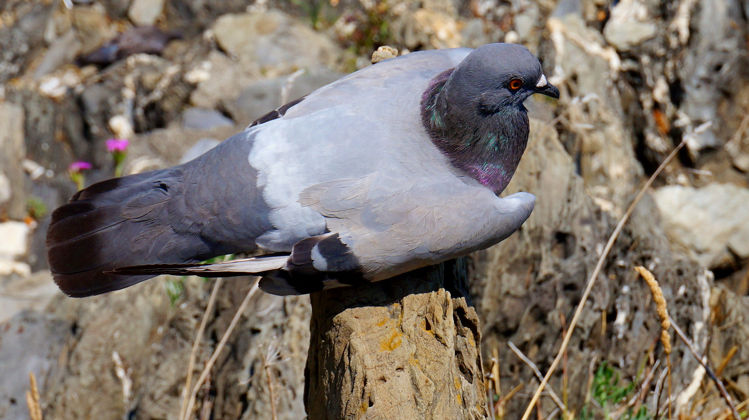 Dalla parte del falco