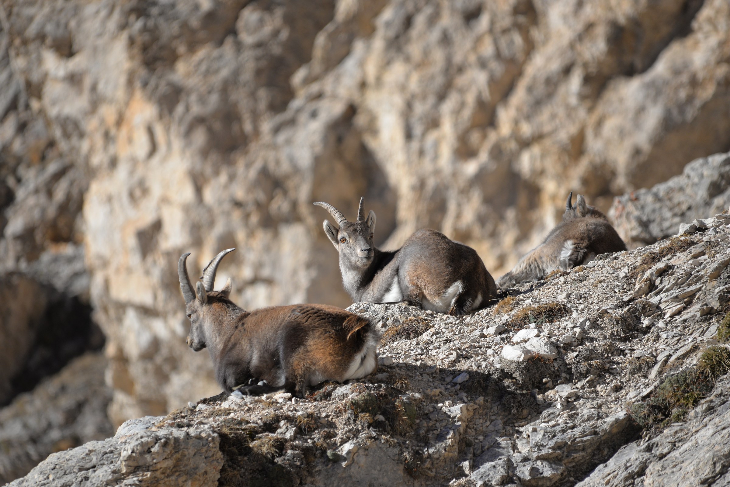 famigliola sdravaccata